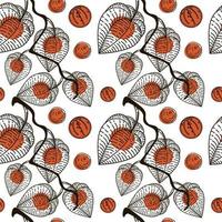 Seamless pattern with dried flowers of physalis, drawn doodle elements in sketch style. Physalis. Phyzalis lace on white background vector