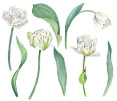 White tulips with leaves, bright vector watercolor illustration
