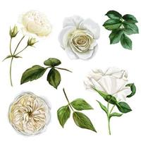 white roses and leaves set, watercolor hand drawn vector illustration, funeral design elements
