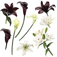 Black and white lilies and callas, watercolor hand drawn vector illustration, funeral design elements