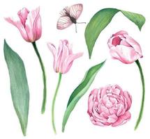 Pink tulips with leaves, bright vector watercolor illustration