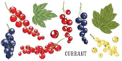 Garden berries, black red and white currant