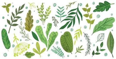 Set of green hand drawn leaves and herbs vector