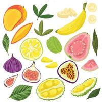 Set of exotic fruits, mango banana jackfruit guava vector