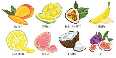 Set of exotic fruits, mango durian passion fruit vector