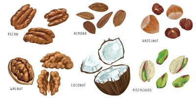 Set of vector nuts, pecan hazelnut almond walnut