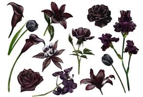 Black and flowers set, watercolor hand drawn vector illustration, funeral design elements
