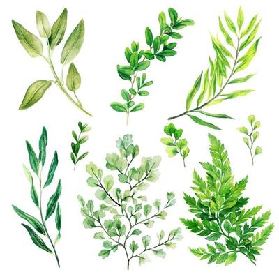 Wild leaves and ferns, Watercolor bright greenery collection, hand drawn vectorillustration.