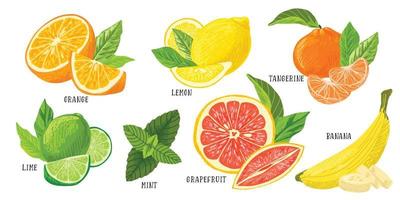Set of citrus fruits piles, lemon lime grapefruit vector
