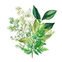 Herbal watercolor bouquet with ferns and adiantum, hand drawn vector watercolor illustration
