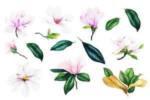 flores y hojas de magnolia rosa claro, colección de acuarelas, ilustraciones vectoriales dibujadas a mano, elementos de diseño. vector