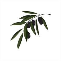 ilustración vectorial de rama de olivo vector