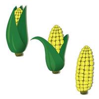 ilustración vectorial de la planta de maíz vector