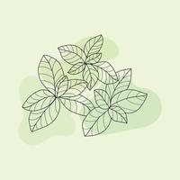 vector illustration of basil plant