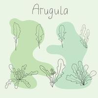 set of arugula vector