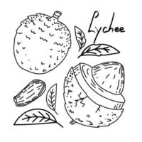 fruta exótica de lichi dibujada a mano en estilo boceto. lichi, aislado sobre fondo blanco en color. Fruta. ilustración vectorial sencilla vector