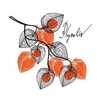 A branch with dried flowers of physalis, drawn elements of a doodle in sketch style. Hand-drawn inscription. Berries. Physalis. Phyzalis lace on white background.