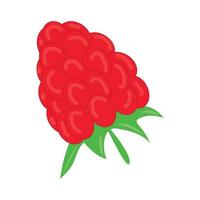 vector illustration of raspberry