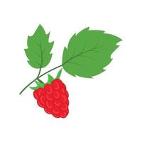 raspberry with leaves vector