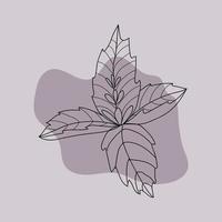 vector illustration of basil plant