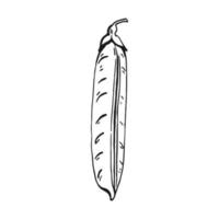 Pea pod sketch. Hand drawn illustration converted to vector. Organic food illustration isolated. vector