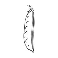 Pea pod sketch. Hand drawn illustration converted to vector. Organic food illustration isolated. vector