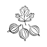 Gooseberry. Hand drawn illustration converted to vector. vector