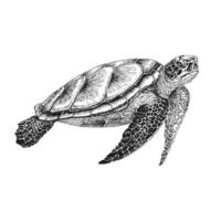 Sea turtle. Hand drawn illustration converted to vector. Vector with animal underwater.