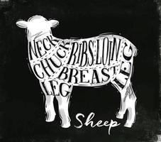 Poster sheep lamb cutting scheme lettering neck, chuck, ribs, breast, loin, leg in vintage style drawing with chalk on chalkboard background vector