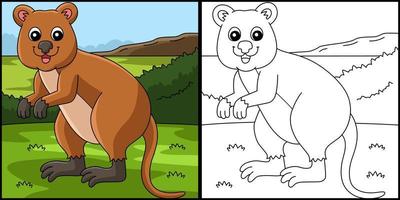 Quokka Animal Coloring Page Colored Illustration vector