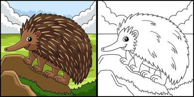 Echidna Animal Coloring Page Colored Illustration vector