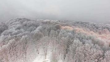 cinematográfica ascendente vista aérea da floresta sabaduri no inverno em paisagens maravilhosas de inverno caucasus.georgia.