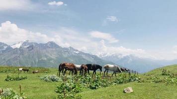 primo piano di cavalli bianchi e marroni che camminano liberamente in un ambiente naturale con sfondo di montagne caucasiche video