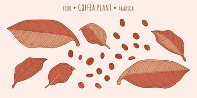 Coffea plant. Coffee beans and leaves in the hand-drawn technique vector