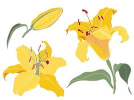 Asian Oriental Lily yellow inflorescence, flower, bud, colored illustration vector