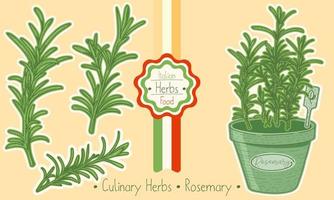 Food and culinary herb Rosemary, hand-draw sketch illustration vector