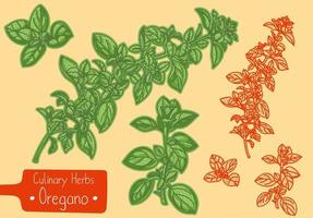 Branches of medicine and culinary herb Oregano, hand-draw sketch illustration vector