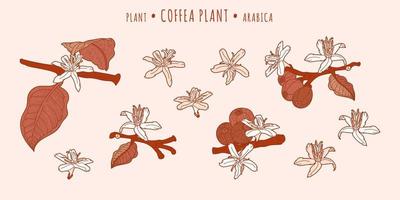 Coffea arabica plant. Coffee fruits and flowers on a branches in the hand-drawn technique vector