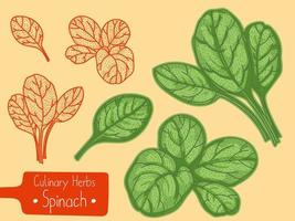 Leaves of food and culinary herb Spinach, hand-draw sketch illustration vector