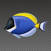 isolated tropical fish. Blue powder tang illustration vector