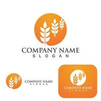 Agriculture wheat Logo vector design