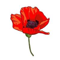 Hand drawn wild red poppy flower isolated on white background. Design element for greeting cards, invitations or etc. Vector illustration.