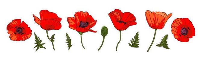 Set of hand drawn wild red poppy flowers isolated on white background. Design elements for greeting cards, invitations or etc. Vector illustration.