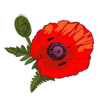 Hand drawn wild red poppy flower with bud isolated on white background. Design element for greeting cards, invitations or etc. Vector illustration.