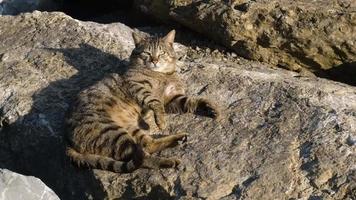 Wild tabby cat is sunbathing on a rock at sunset time video