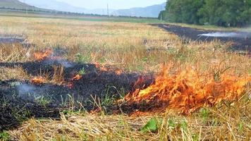 campo coltivato in pianura in fiamme all'aperto nel Caucaso. combustione della paglia, preparazione per la semina, nuova stagione del raccolto. video