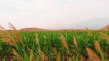 Nahaufnahme der landwirtschaftlichen Erntefelder im Freien an bewölkten Tagen mit malerischem Kirchenlandschaftshintergrund. khor virap wahrzeichen und umgebung in armenien video