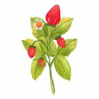 Hand drawn watercolor strawberry branch isolated on white background. Fresh summer berries with leaves and flower for print, card, sticker, textile design, product packaging. vector
