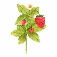 Hand drawn watercolor strawberry branch isolated on white background. Fresh summer berries with leaves and flower for print, card, sticker, textile design, product packaging. vector