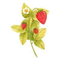 Hand drawn watercolor strawberry branch isolated on white background. Fresh summer berries with leaves and flower for print, card, sticker, textile design, product packaging vector